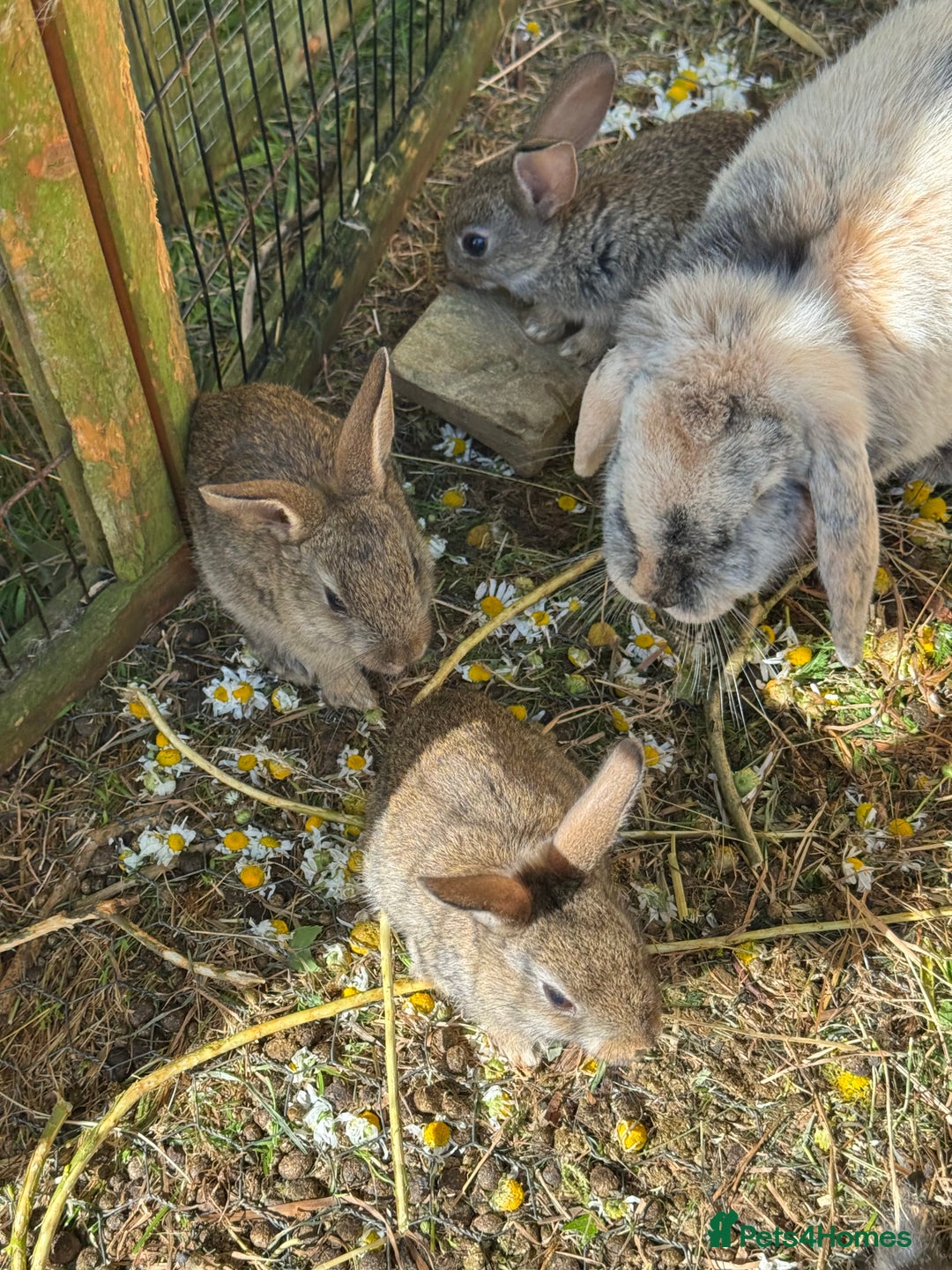 English rabbits for sale: 7 baby rabbits - Image 6