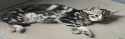 Mixed Breed cats for sale: X4 gorgeous kittens available - Advert 15