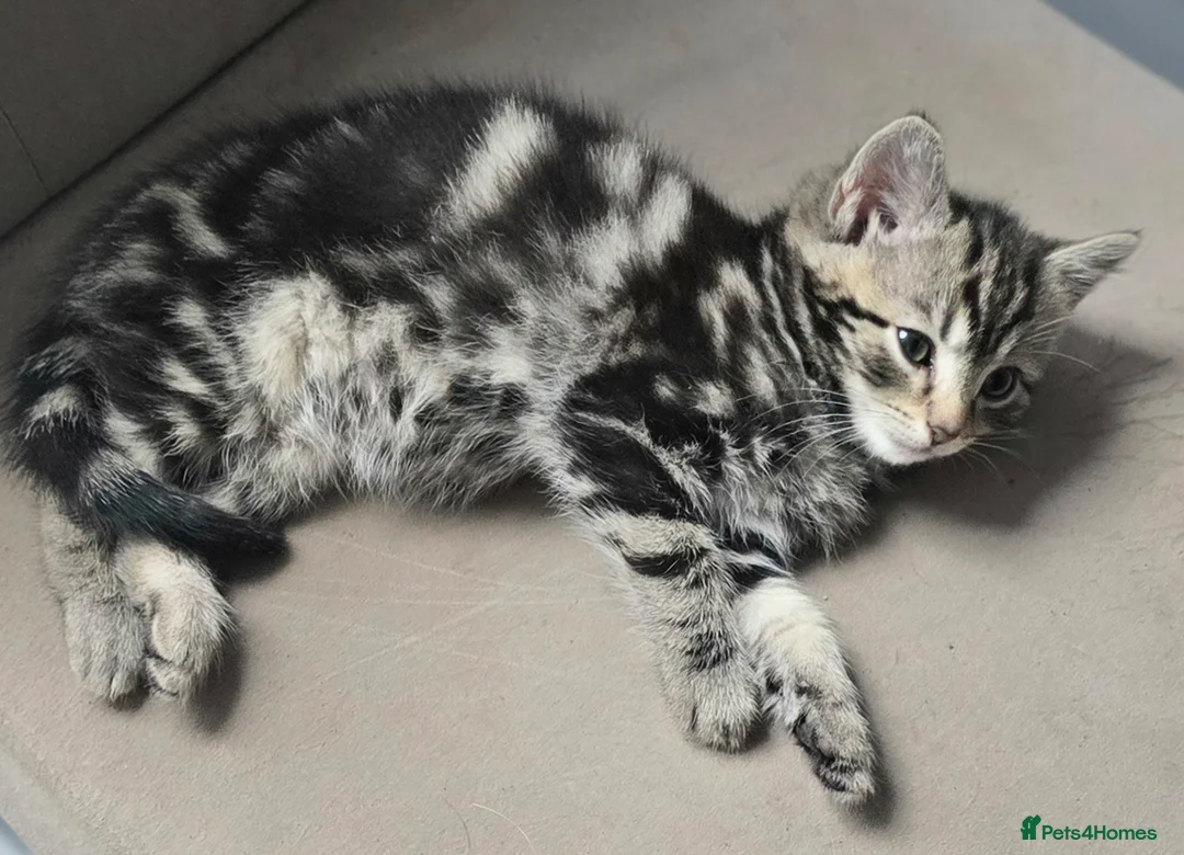 Mixed Breed cats for sale: X4 gorgeous kittens available - Advert 15