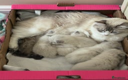 Ragdoll cats for sale: 5 beautiful GCCF Ragdoll kittens - Image 12