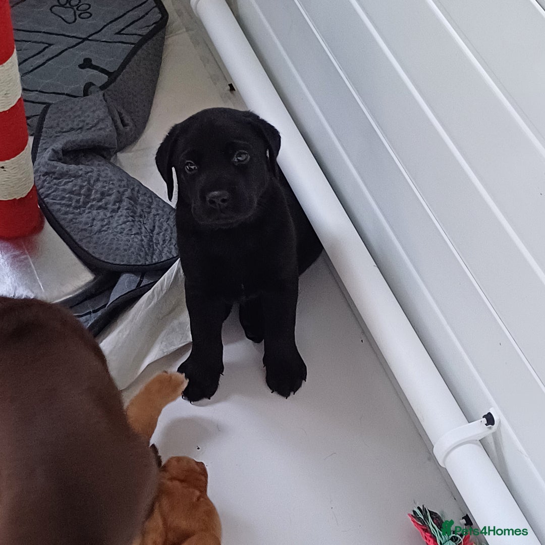 Labrador Retriever dogs for sale: Labrador puppies - Advert 3