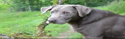 Labrador Retriever dogs for sale: KC Reg Labradors Fully Health Tested - Advert 34