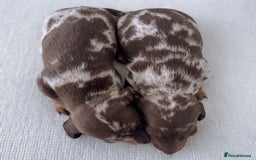 Miniature Dachshund dogs for sale: Of 5 purebred Miniature Dachshund - Image 2
