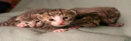 Bengal cats for sale: Savannah x bengal ONE MALE LEFT - Advert 15