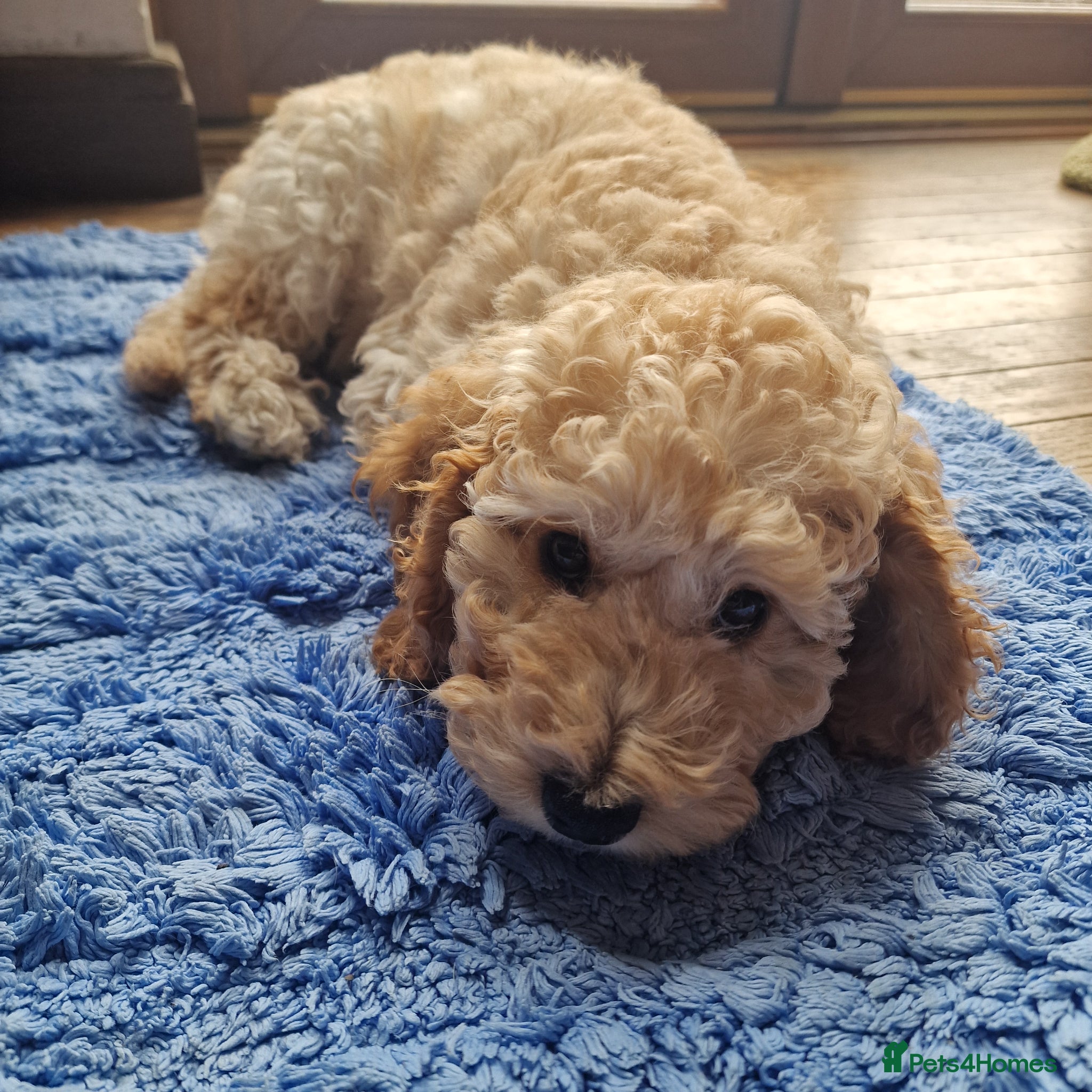 Cockapoo dogs Beautiful and friendly Cockapoo girl, well handled - Advert 15