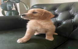 Golden Retriever dogs for sale: Golden Retriever Puppies – Family Raised - Image 15