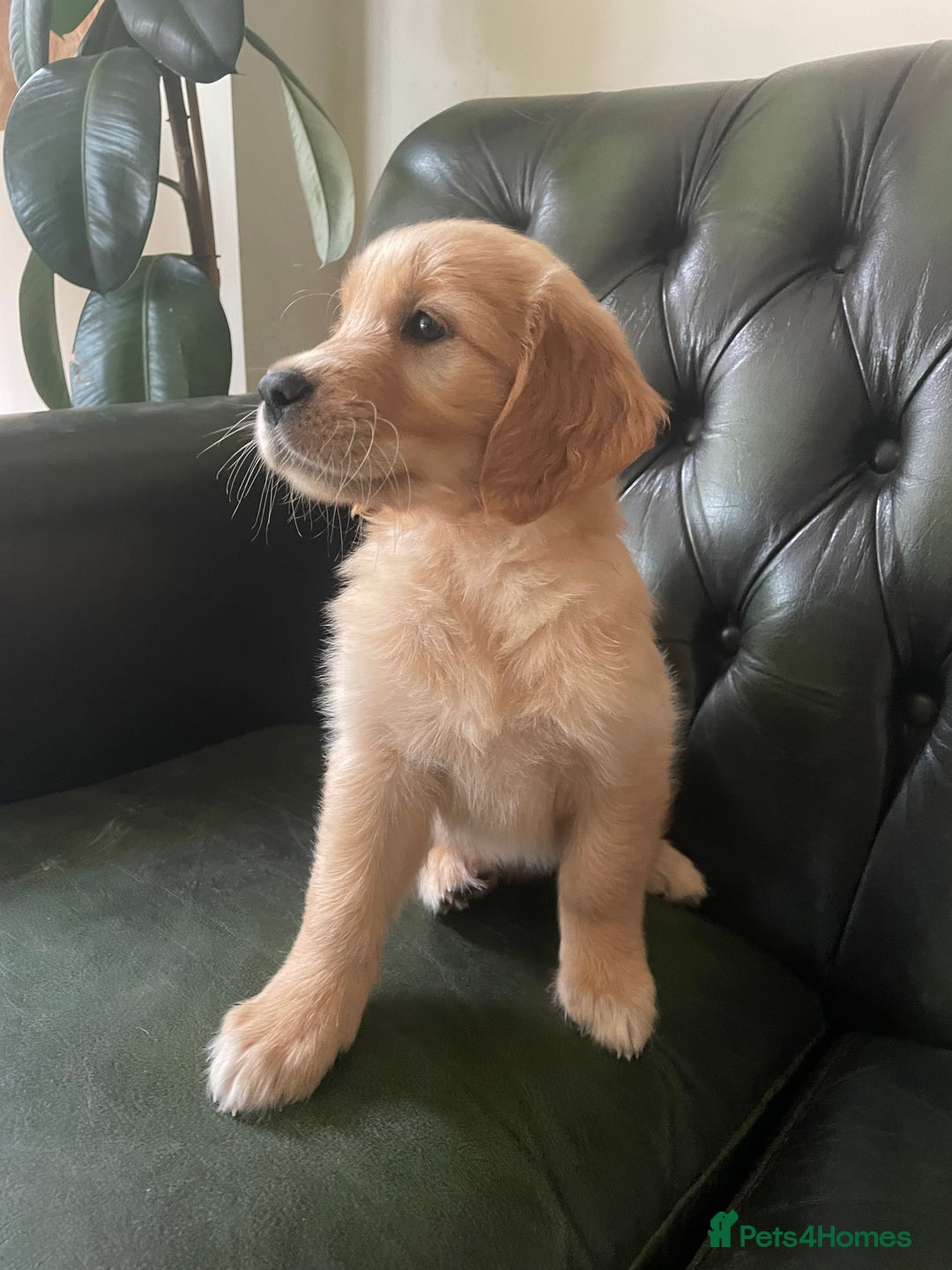 Golden Retriever dogs for sale: Golden Retriever Puppies – Family Raised - Image 15