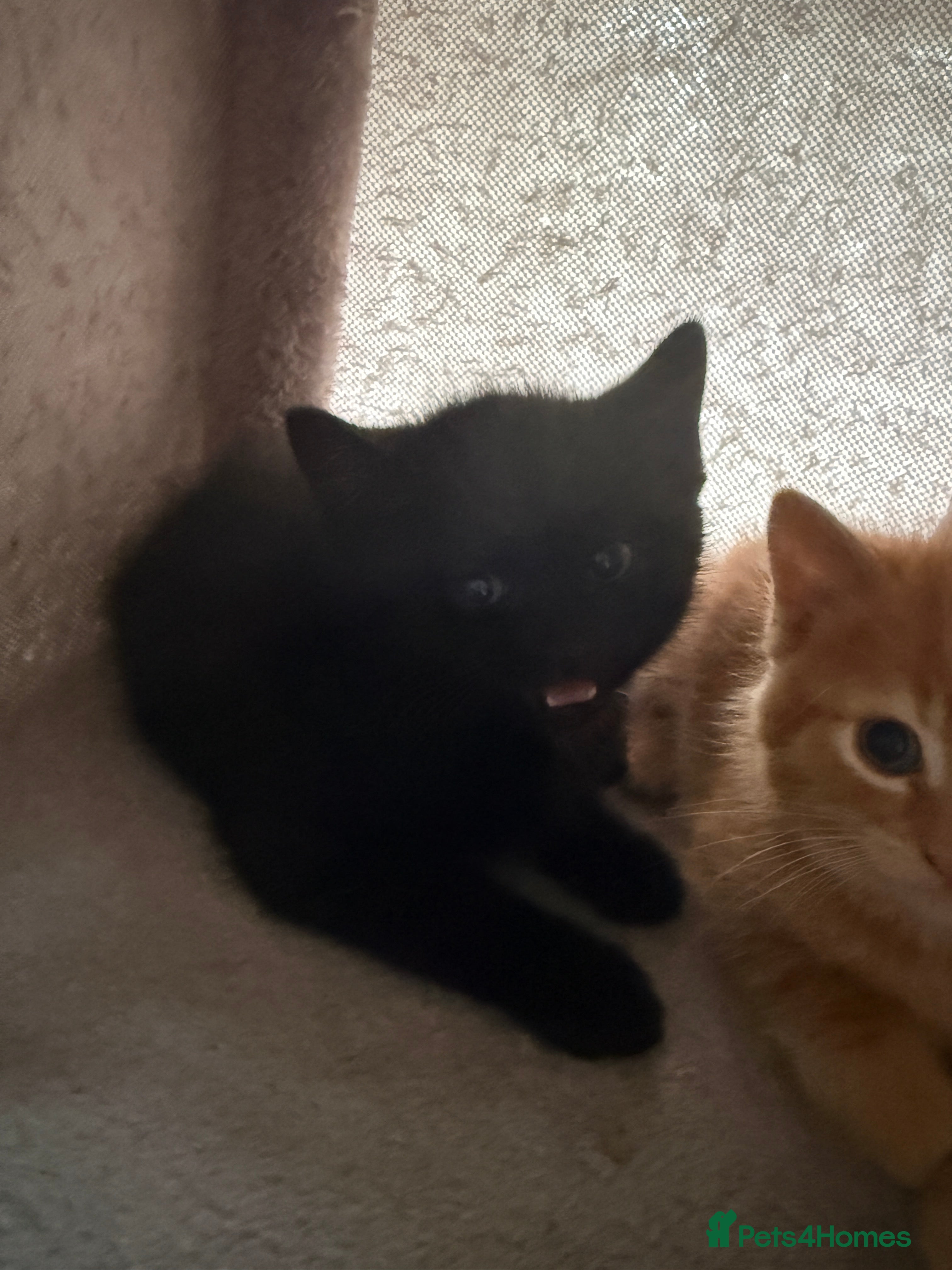 Mixed Breed cats Gorgeous little kittens - Advert 2