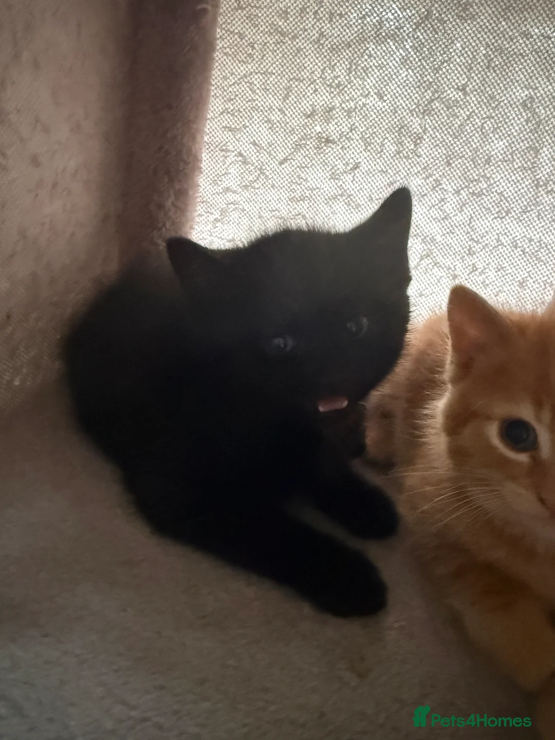 Mixed Breed cats for sale: Gorgeous little kittens - Advert 2