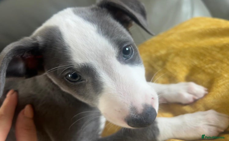 Whippet dogs - Advert 3
