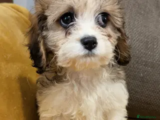 Cavapoo dogs Beautiful toy cavapoo puppys - Advert 10