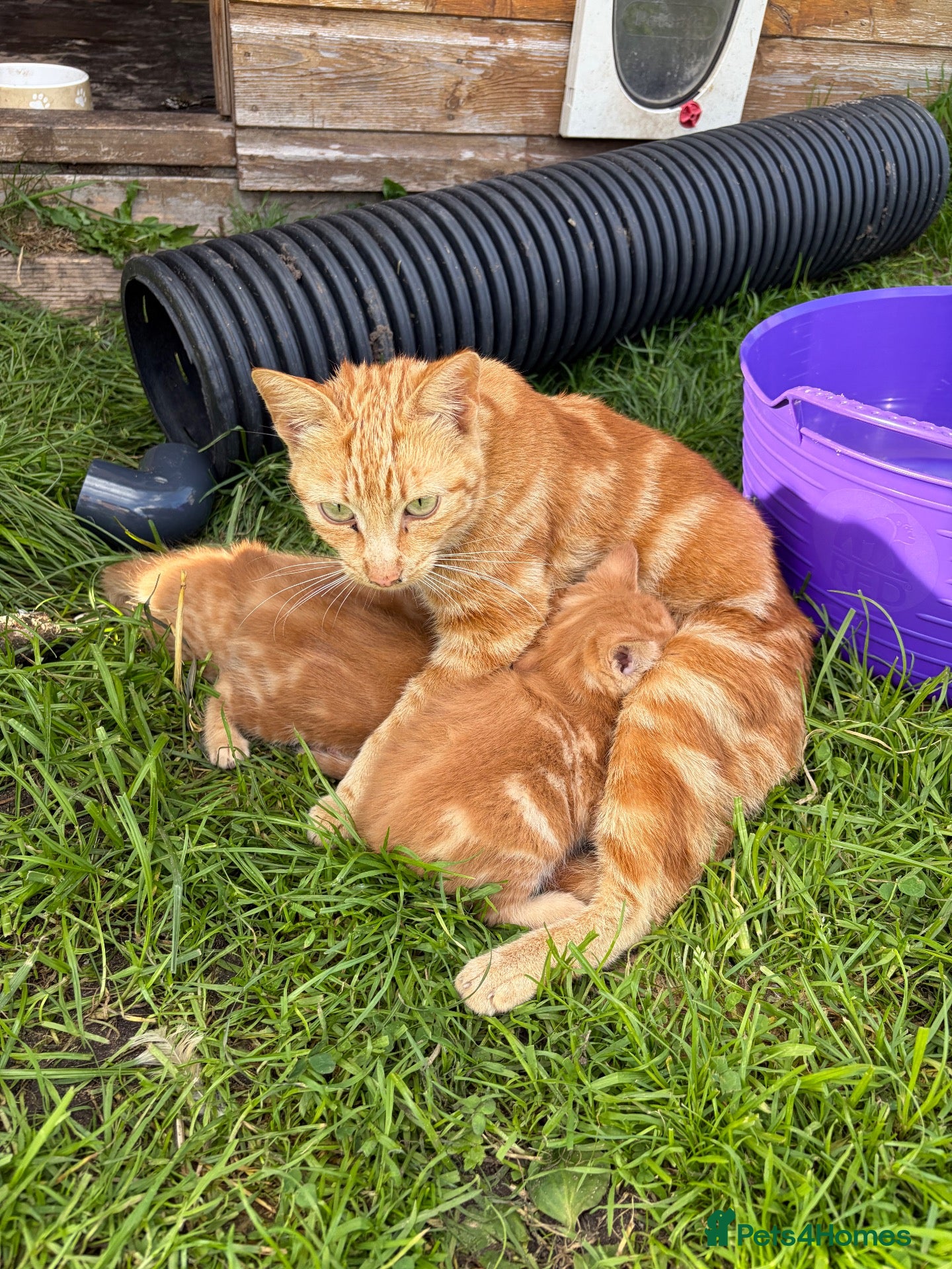 Domestic Shorthair cats Three ginger male kittens for sale  - Advert 2