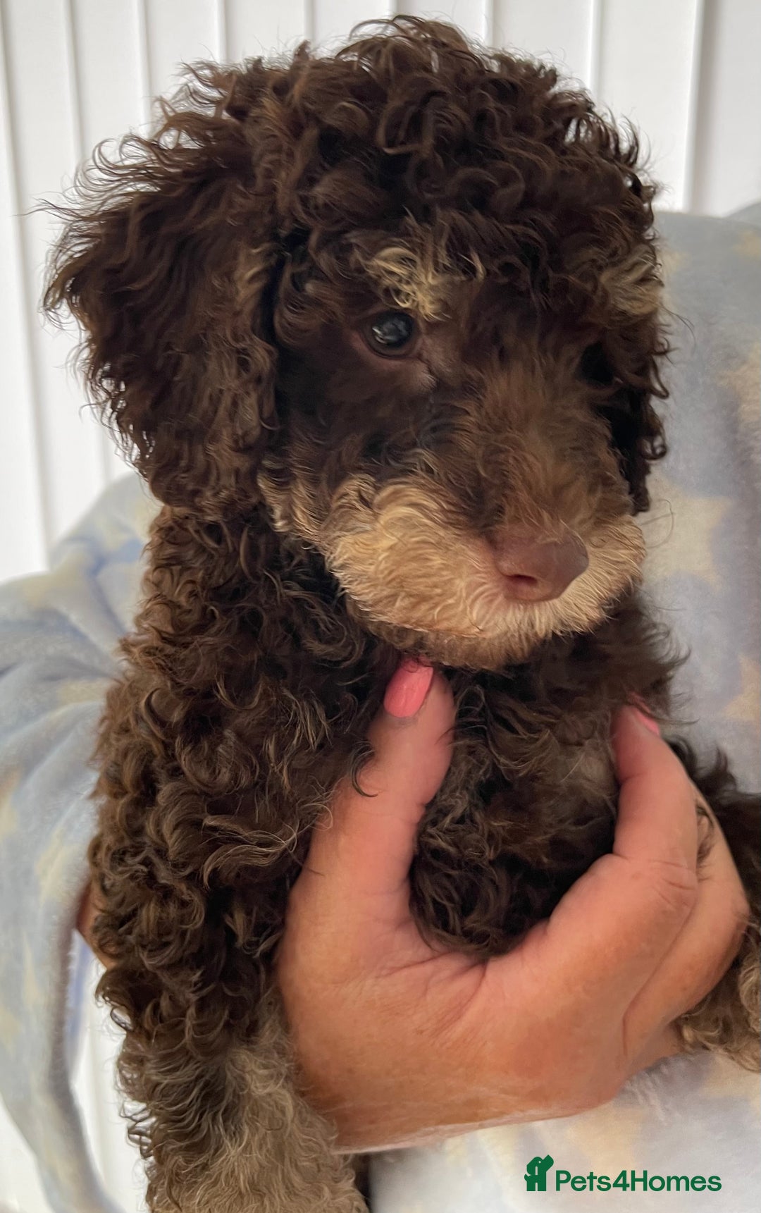 Cockapoo dogs for sale: Unique & stunning full DNA tested Cockapoo puppies - Image 18