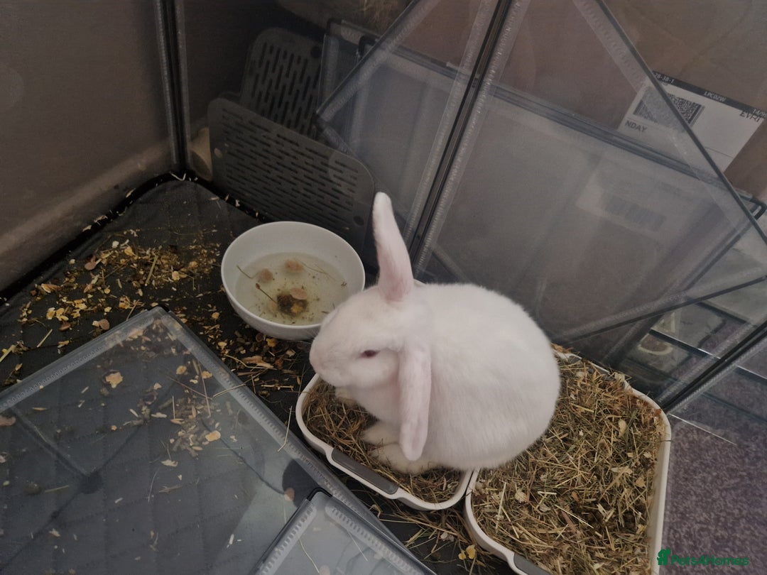 New Zealand rabbits for sale: New Zealand white rabbit  - Image 7