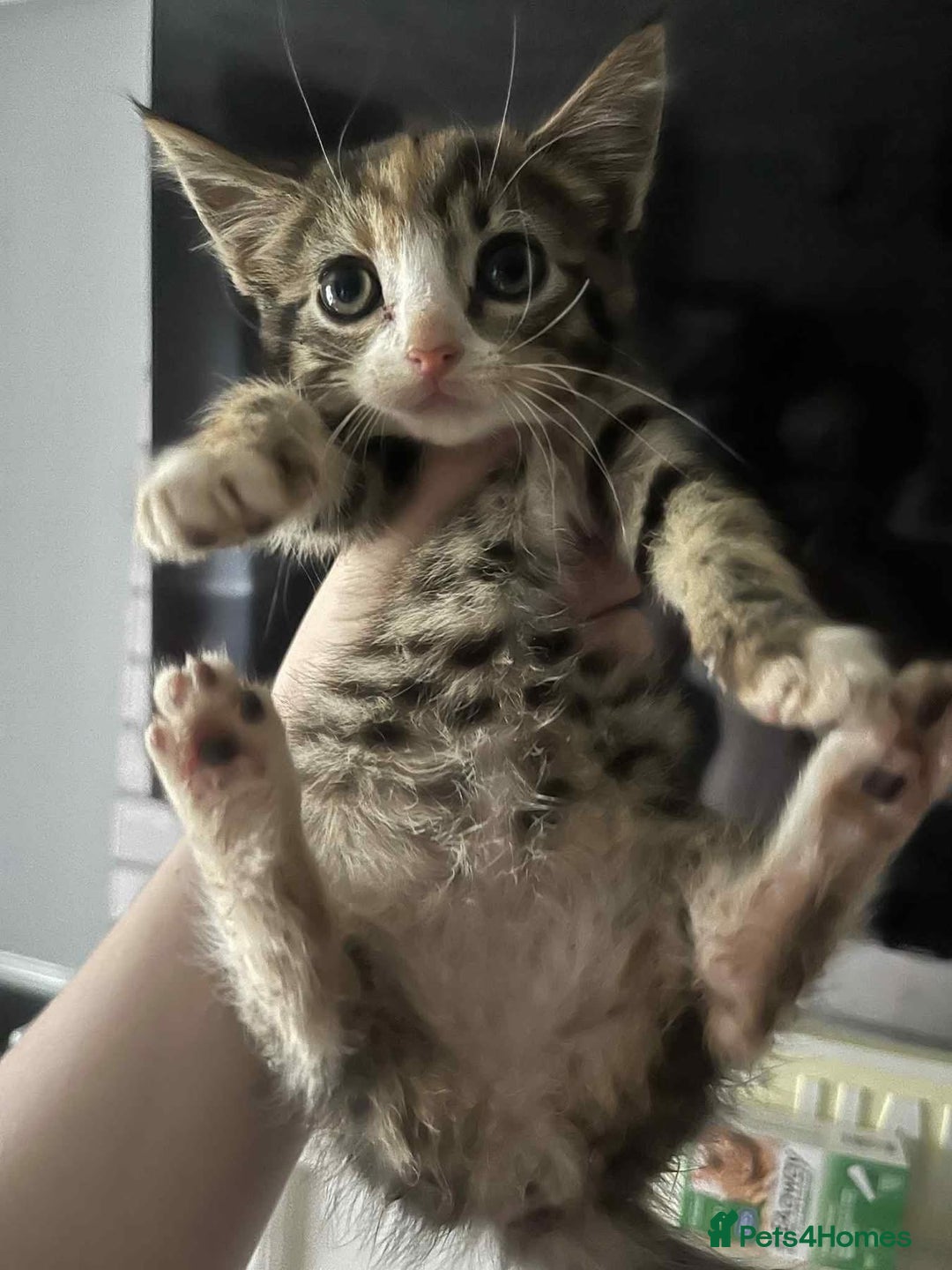 Mixed Breed cats for sale: Cats for sale !!! - Image 9