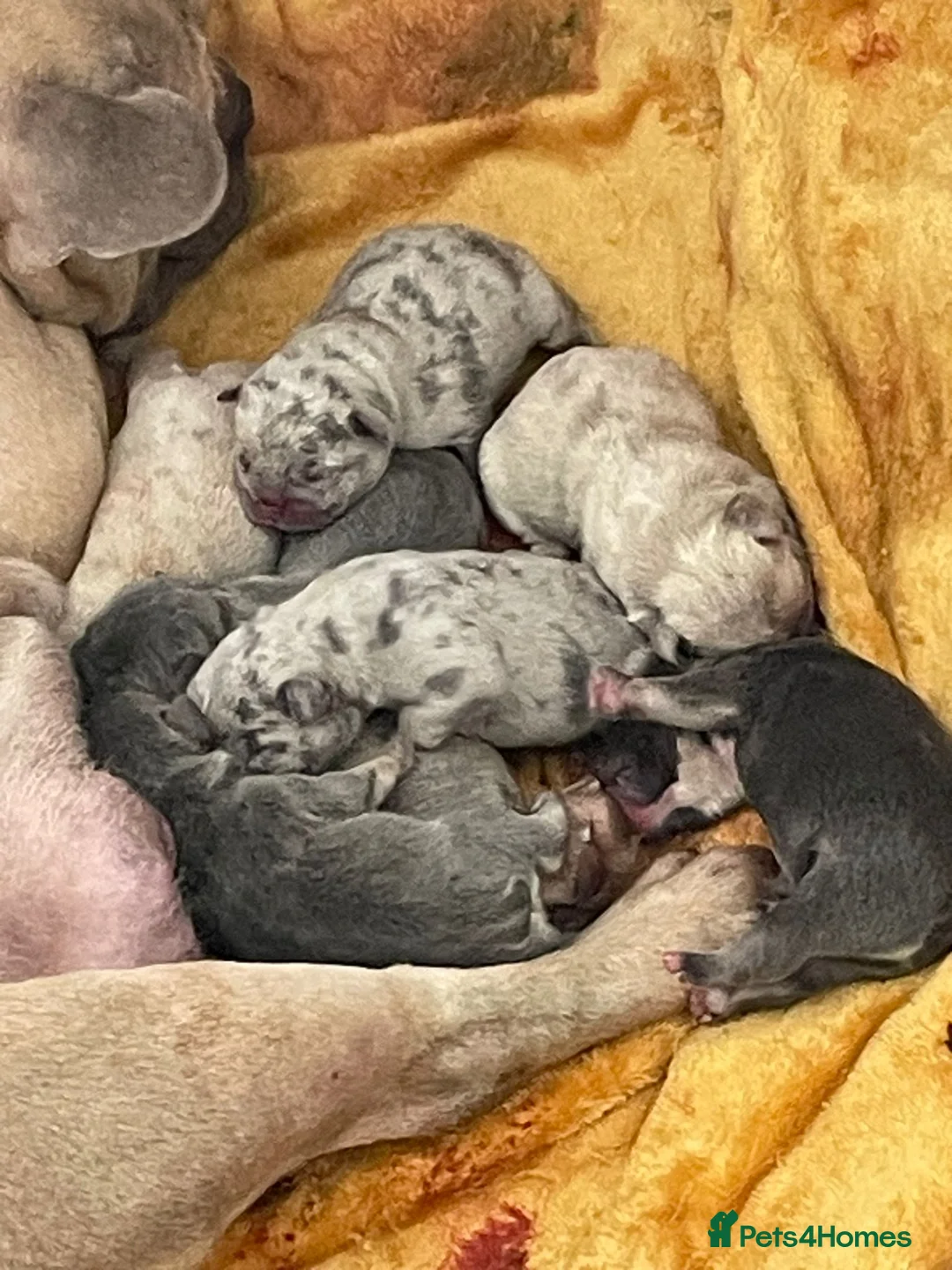 French Bulldog dogs for stud: Blue and tan quad merle in Sheffield - Advert 26