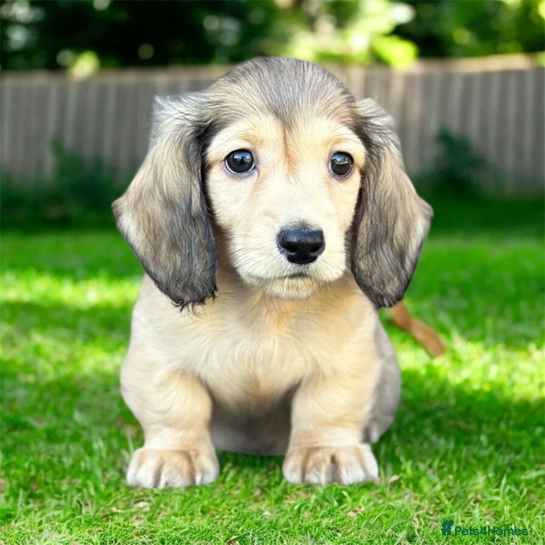 Miniature Dachshund dogs for sale: Mini longhaired shaded cream dachshund  - Advert 6