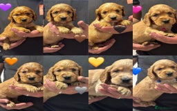 Cocker Spaniel dogs for sale: Outstanding KC Show Cocker Spaniels - Image 3