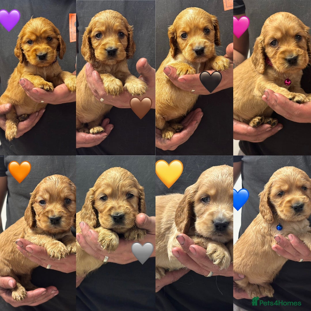 Cocker Spaniel dogs for sale: Outstanding KC Show Cocker Spaniels - Image 3