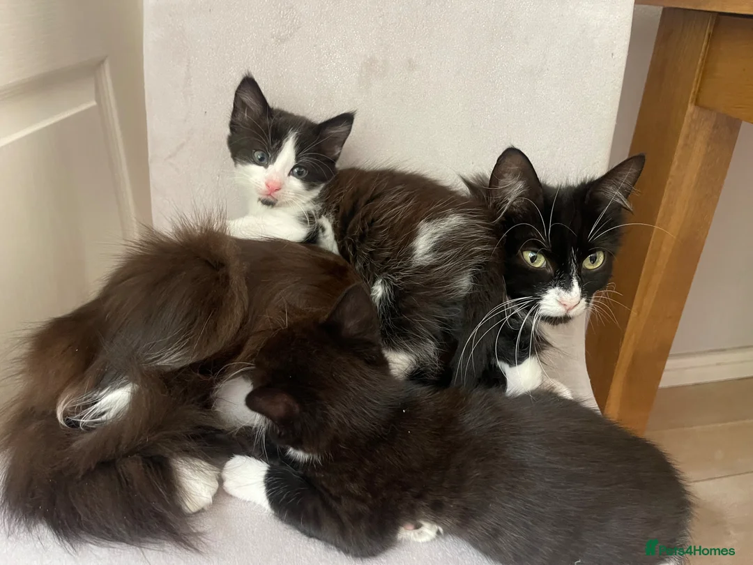 Mixed Breed cats for sale: 3 Gorgeous Kittens Available Soon - Croydon - Advert 7