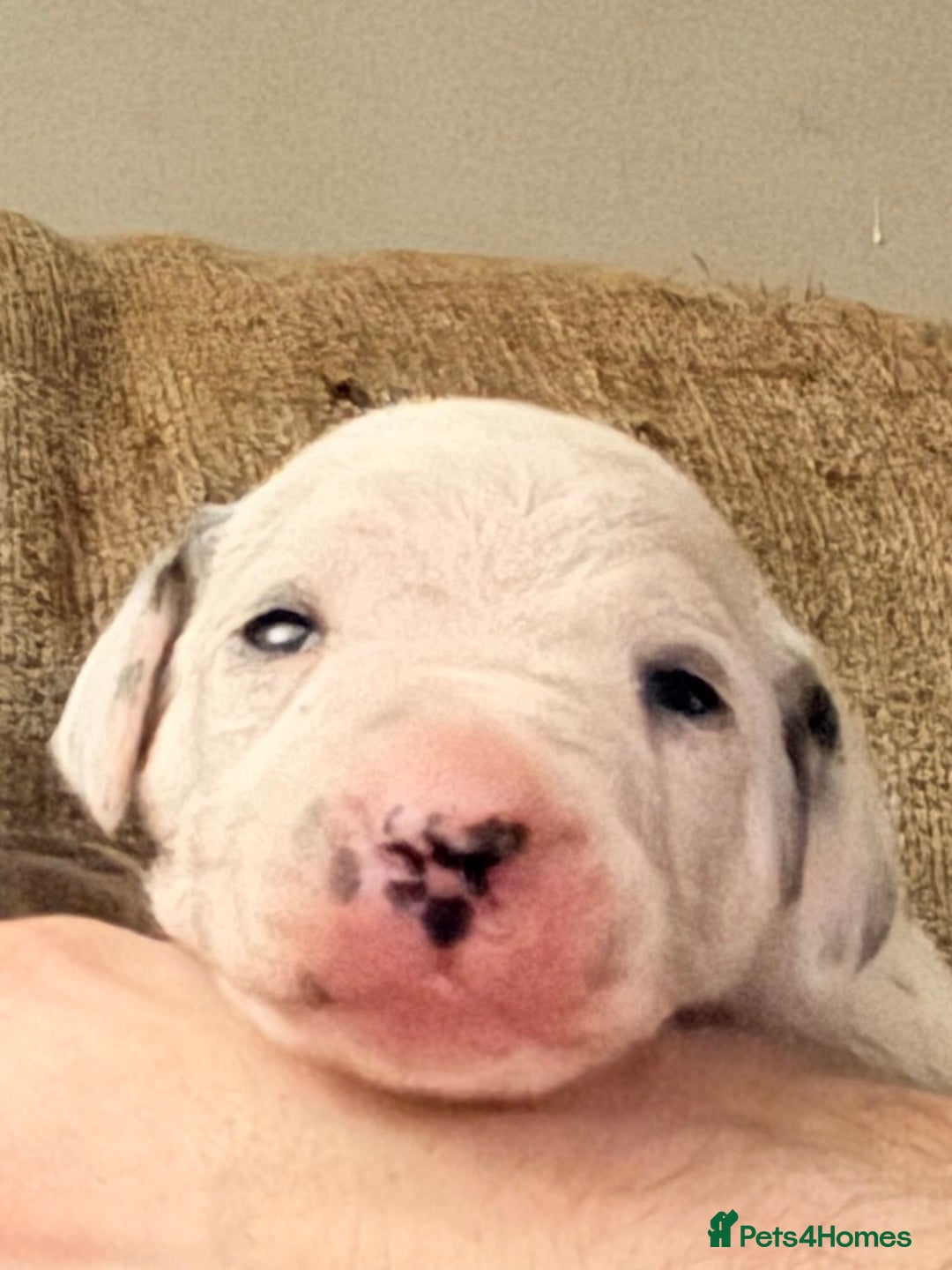 Dalmatian dogs for sale: Royal Kennel Club Registered Dalmatian Puppies - Advert 3