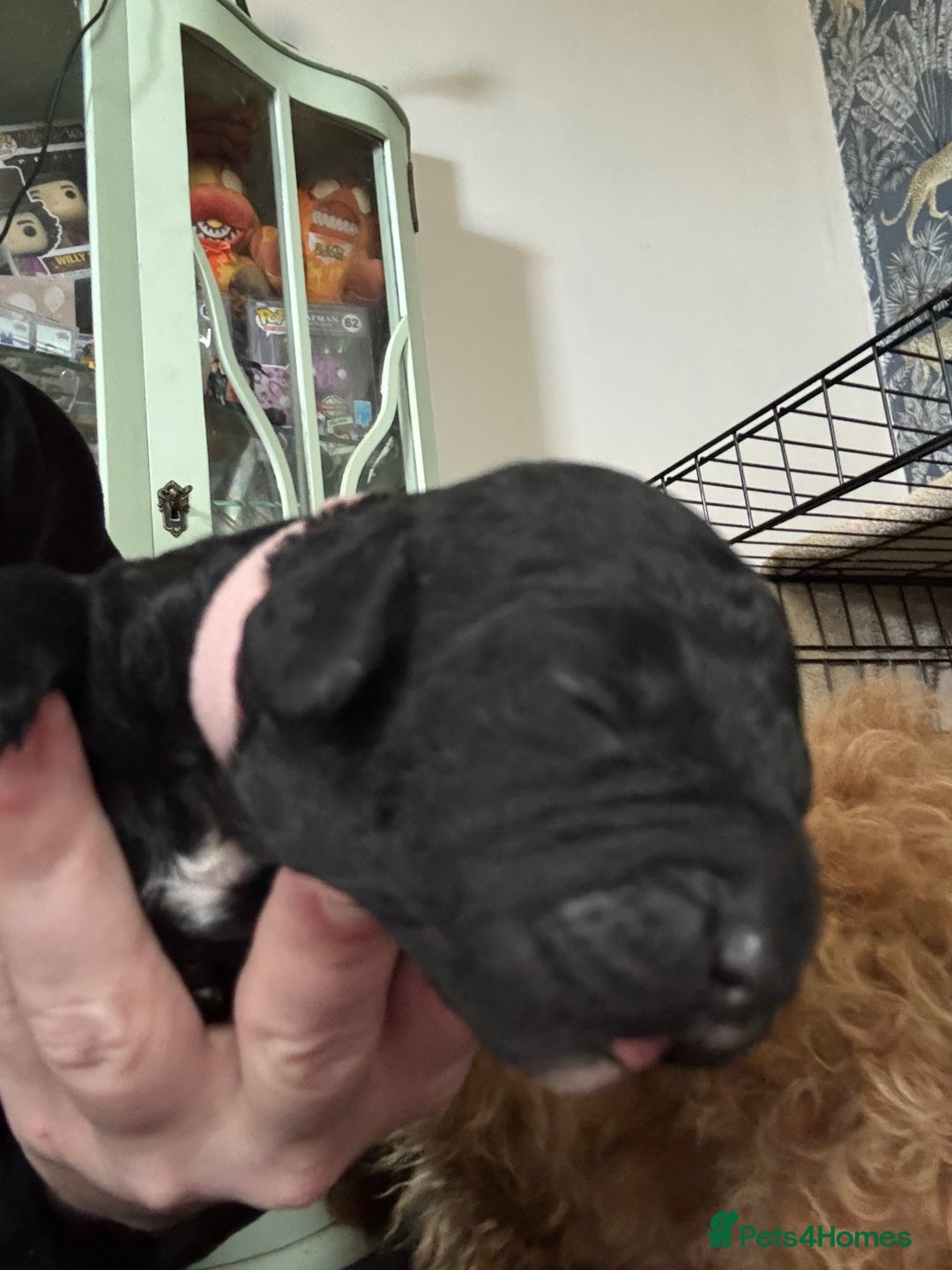 Cockapoo dogs for sale: Cockerpoo pups - Image 4