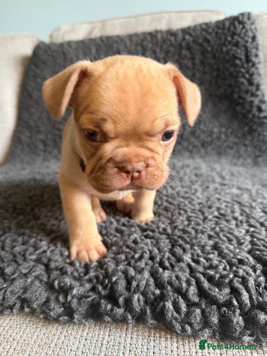 French Bulldog dogs for sale: French Bulldog Puppies. Rojo, New Shade, Isabella. - Advert 6