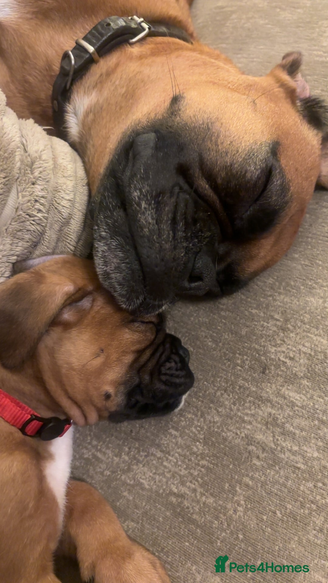 Boxer dogs for sale: Ready to leave one girl left - Advert 10