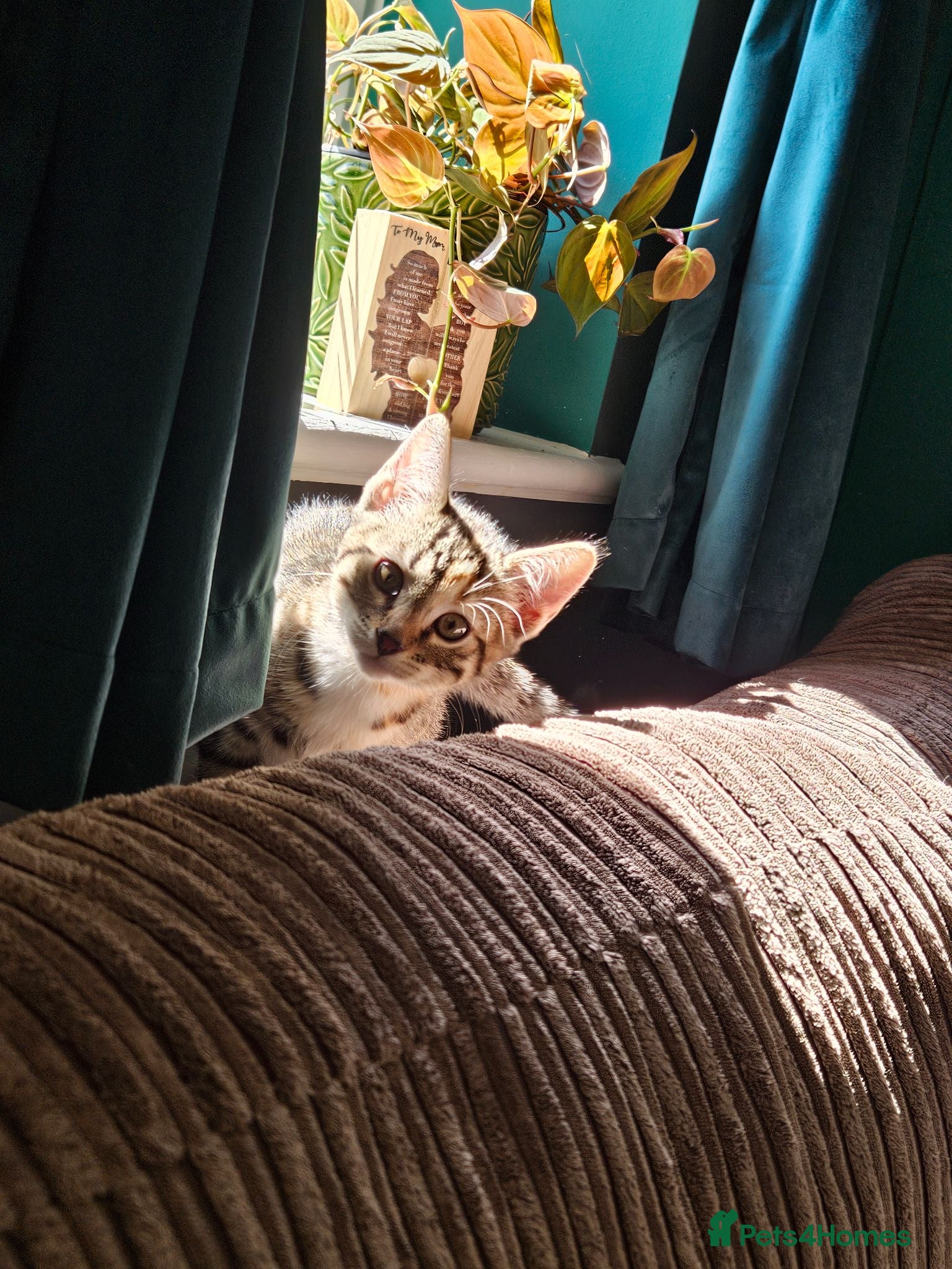 Bengal cats Female Bengal X kitten NOW ONLY £450 - Advert 4