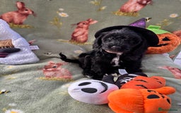 Cockapoo dogs for sale: PRA clear F1b Cockapoo puppies  - Image 27