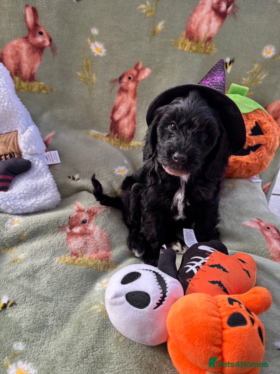 Cockapoo dogs for sale: PRA clear F1b Cockapoo puppies  - Image 27