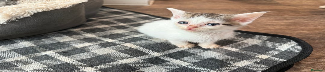 American Shorthair Kitten 1