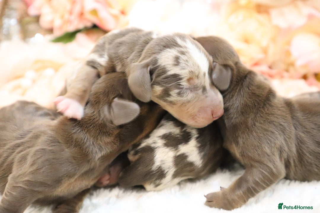 Miniature Dachshund dogs for sale: KC Miniature Dachshund Puppies - Image 14