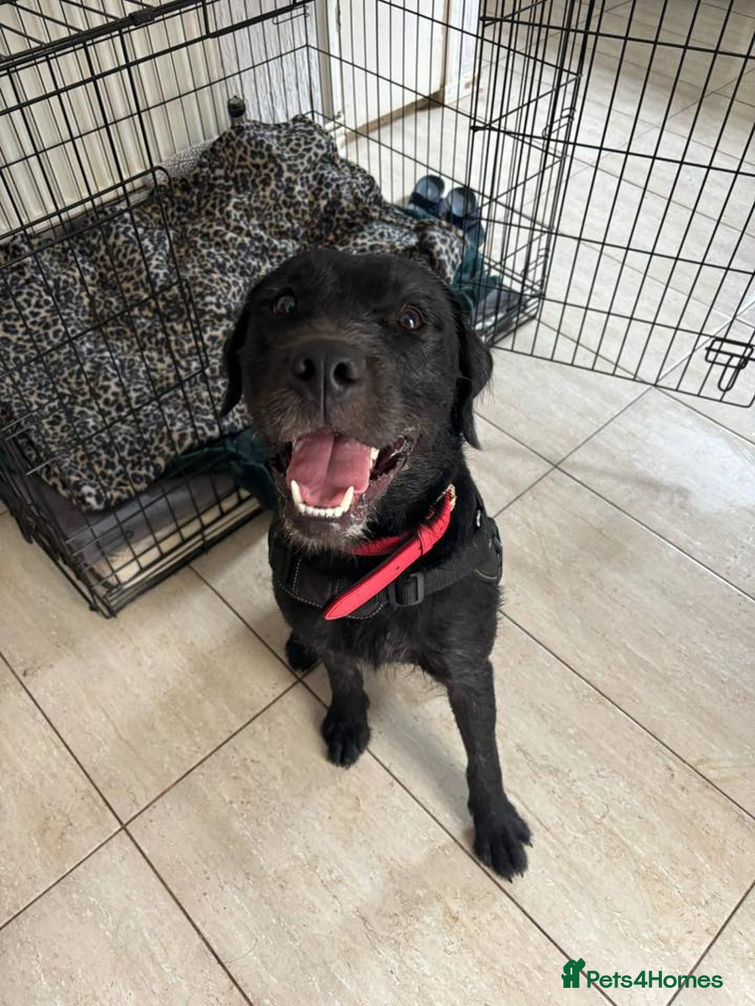Mixed Breed dogs for adoption: 💙SCOUT- 16 month Lab cross fading in kennels💙 - Advert 7