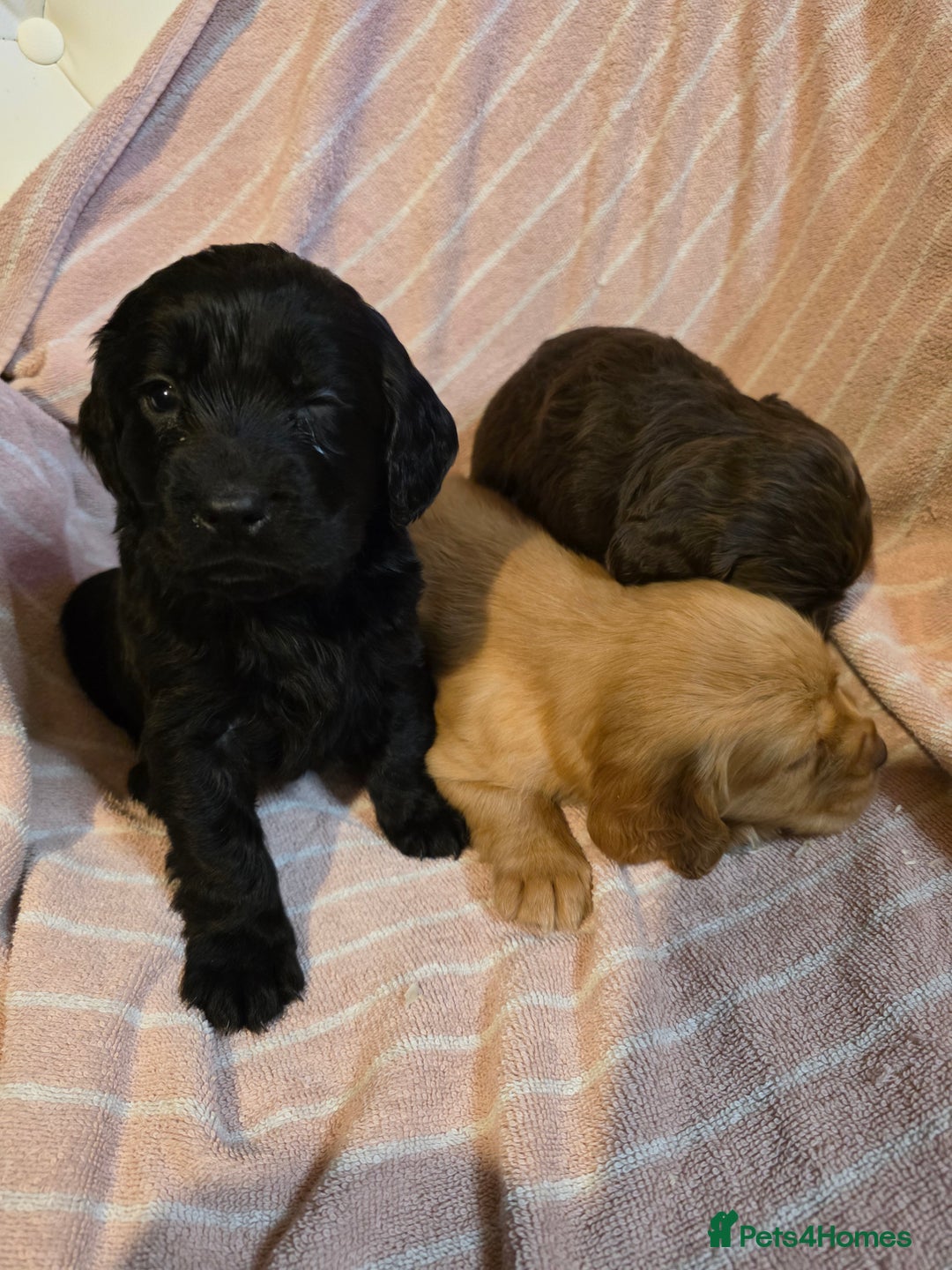 Cocker Spaniel dogs for sale: Beautiful Working KC Reg Cocker Spaniels Puppies - Advert 4