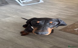 Dobermann dogs for sale: 6 month Dobermann’s - Image 4