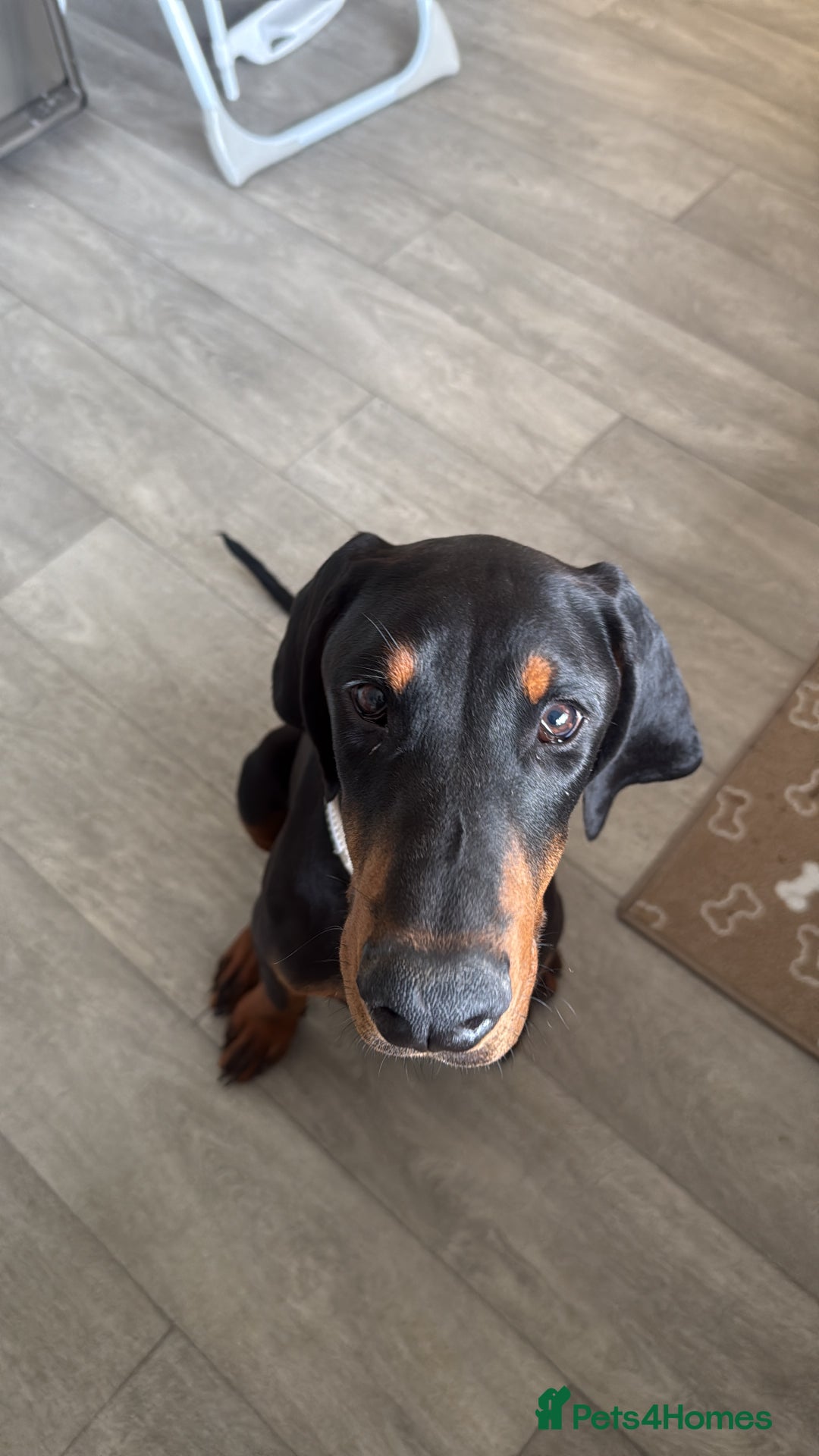 Dobermann dogs for sale: 6 month Dobermann’s - Image 4