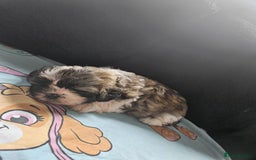 Shihpoo dogs for sale: F1B Shihpoo Teddy Bear Puppy's  - Image 3