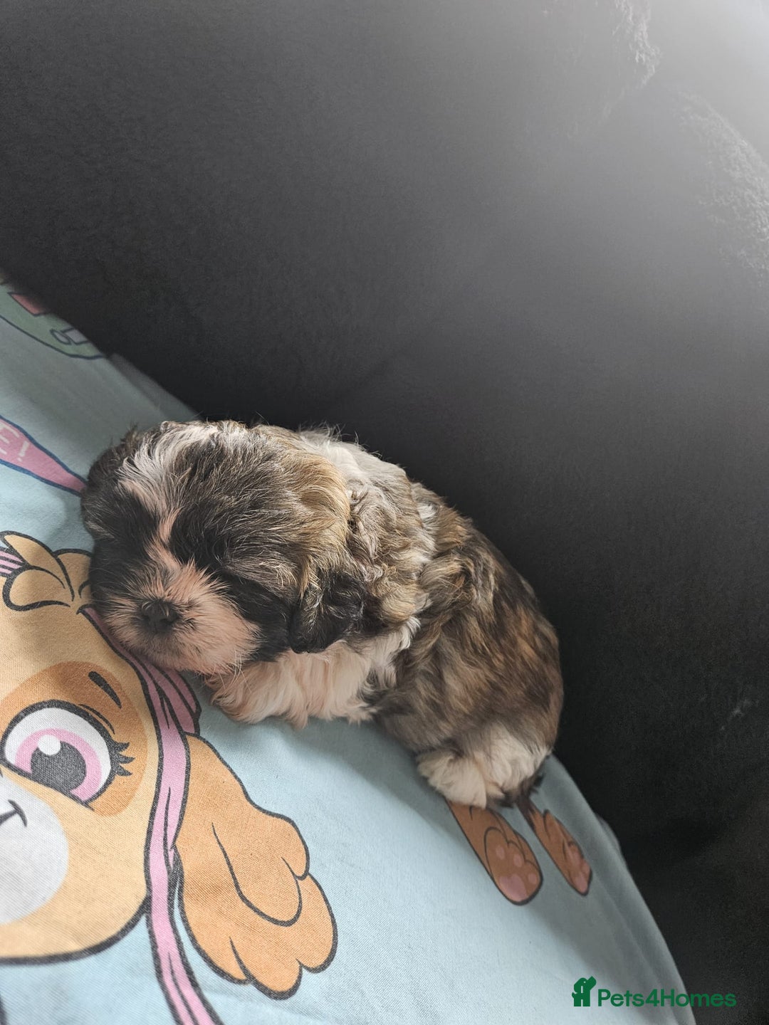 Shihpoo dogs for sale: F1B Shihpoo Teddy Bear Puppy's  - Image 3