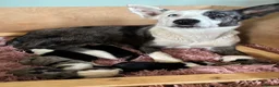 Border Collie dogs for sale: Border Collie puppies  - Advert 15