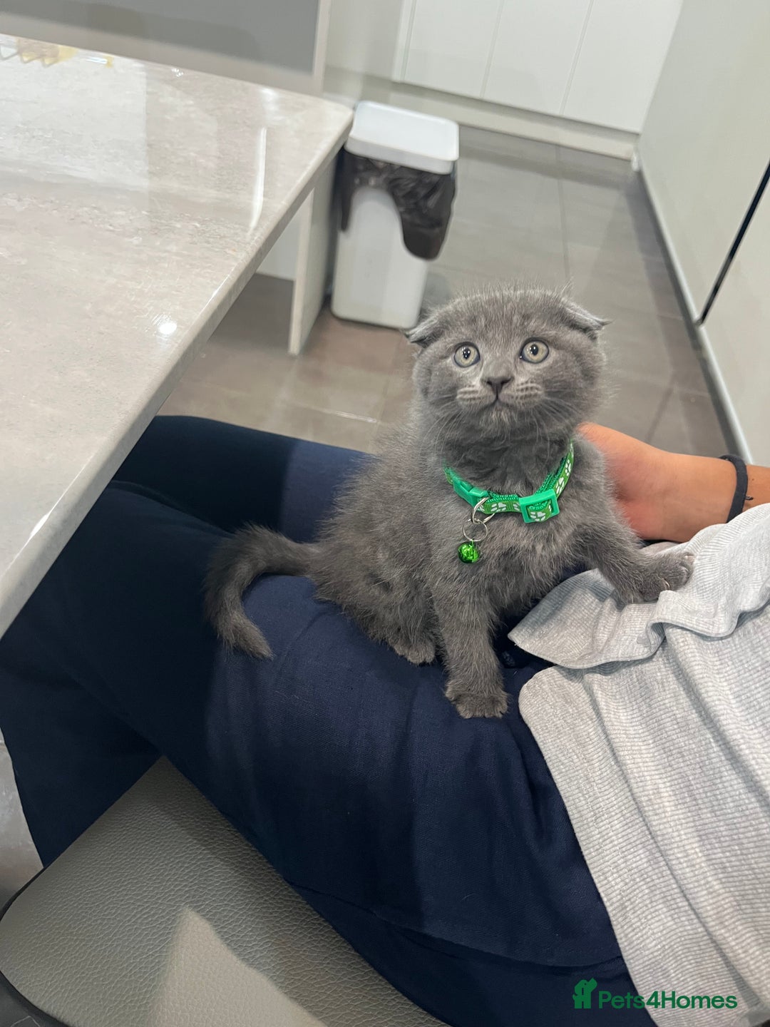 Maine Coon cats for sale:  Maine Coon kittens for sale  - Advert 2