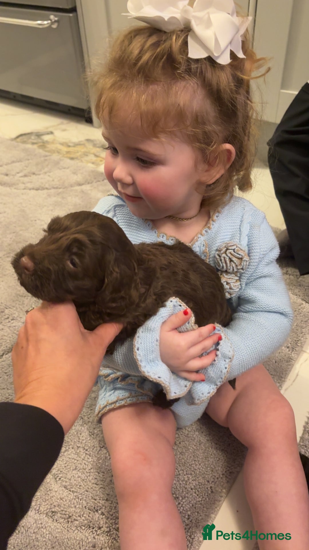 Cockapoo dogs for sale: Beautiful cockapoo puppies for sale - Advert 11