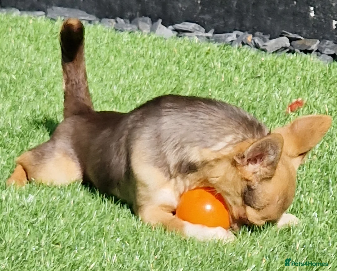 Chihuahua dogs for sale: Pup needs a new loving home in Oldbury - Advert 9