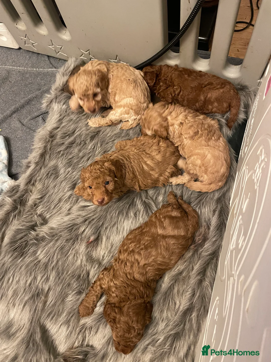 Toy Poodle dogs for sale: Fully Heath tested and checked Toy Poodle puppies - Advert 12