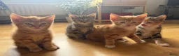 Mixed Breed cats for sale: Adorable Kittens Looking for Their Forever Homes - Advert 8