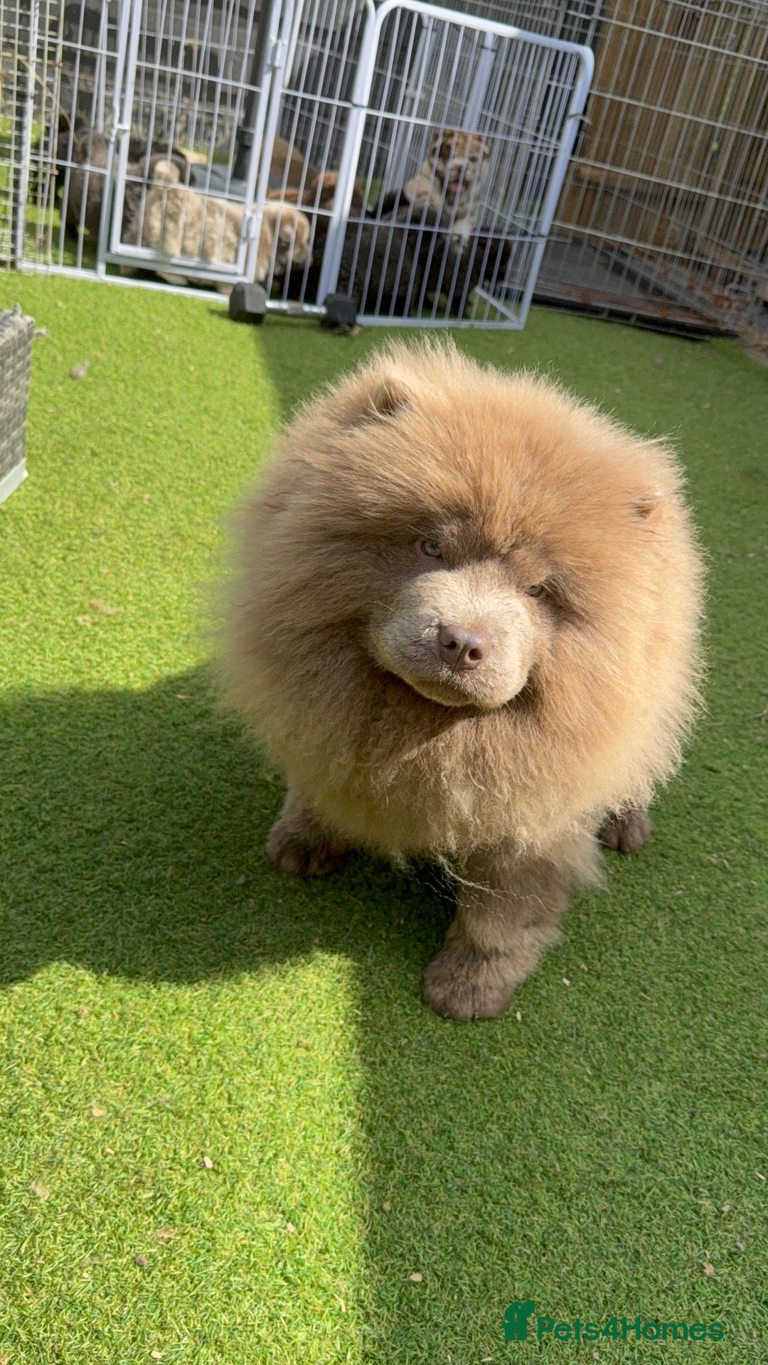Chow Chow dogs Lilac chow lilly - Advert 16