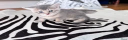 Mixed Breed cats for sale: Beautiful British Shorthair Cross Kittens - Advert 8