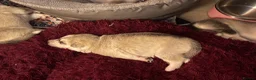 Utonagan dogs for sale: 7 stunning husky/malamute puppies in Waltham Abbey - Advert 24