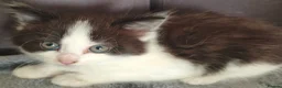 Mixed Breed cats for sale: Lovely & Playful Kittens looking for a New home!  - Advert 3