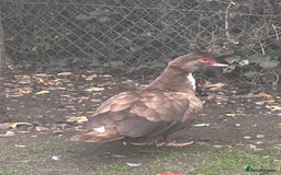 Ducks poultry for sale: 4 ducks for sale  - Image 14
